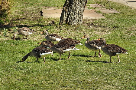 wild geese, grey geese, geese, poultry, water bird, migratory bird, meadow