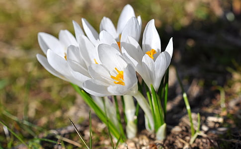 crocus, pointed flower, spring flower, early bloomer, signs of spring, spring, flowers