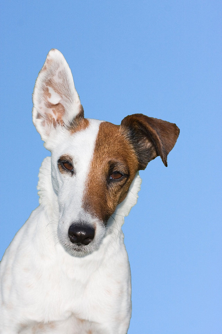cane, Terrier, Fox terrier, smooth fox terrier, animale, animale domestico, carina