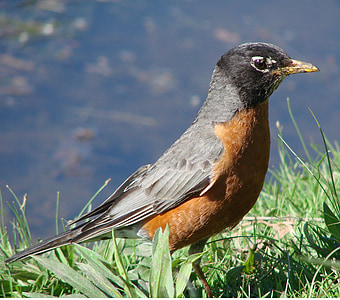 Robin, puntello del lago, natura, uccello, a piedi, giorno