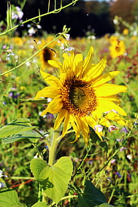 suncokret, polje suncokreta, žuta, ljeto, cvijeće, cvatu, priroda