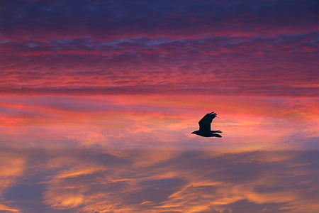 bird, flying, feathered, sunset, red, sky, clouds
