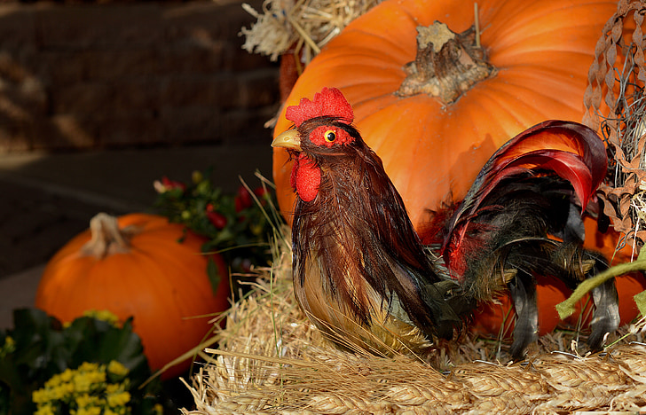 Gallo, zucca, giorno del ringraziamento, agricoltura, ottobre, animale, azienda agricola