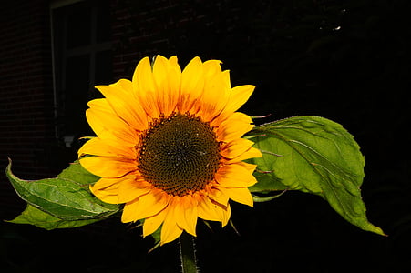 sun flower, blossom, bloom, yellow, plant, close, bright