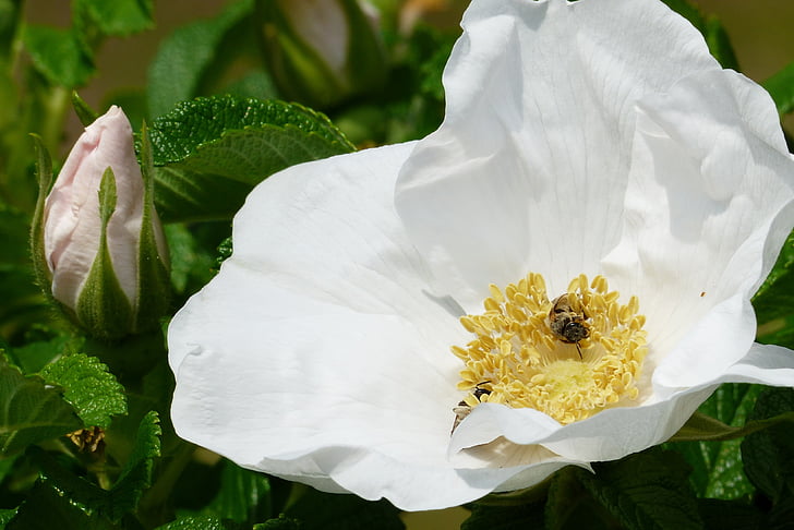 Hermanus, kwiaty, biały, wczesnym latem, Pszczoła, pyłek, naturalne