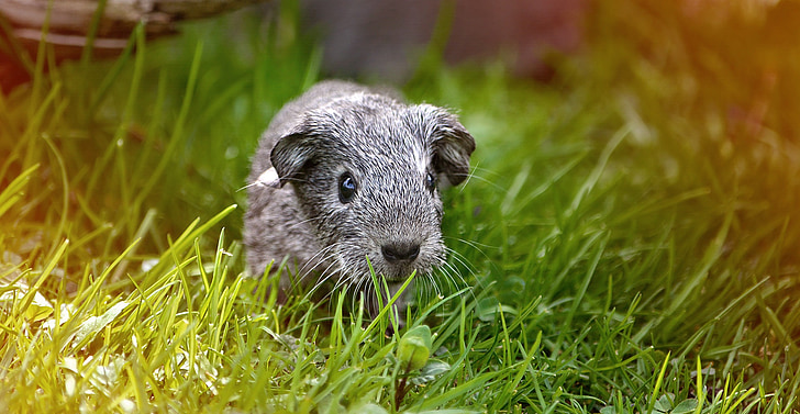 Guinea pig, jaunais dzīvnieks, Taisniem matiem, melnā un baltā OS, Silver, zāle, pļavas
