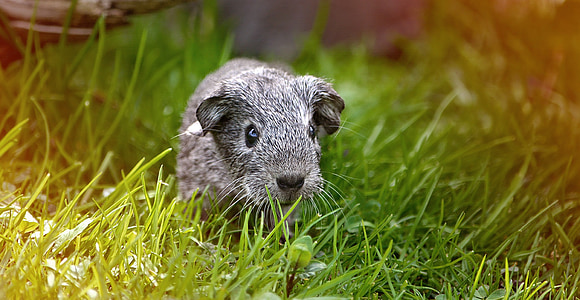 guinea pig, young animal, smooth hair, black and white agouti, silver, grass, meadow