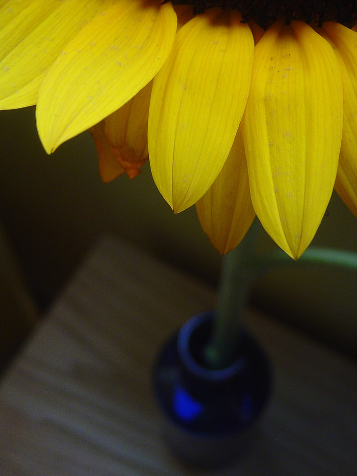 Daisy, Wazon, niebieski, płatki, kwiat, żółty
