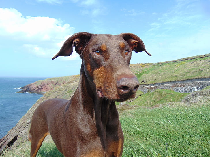 Doberman, câine, roşu doberman, doberman maro, uncropped, coasta de urechile naturale, de pământ