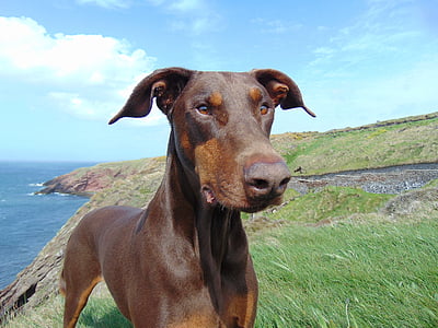 doberman, dog, red doberman, brown doberman, uncropped, natural ears coast, headland