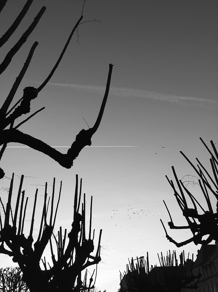 back light, tree, birds, mood, black and white, dead tree, sky