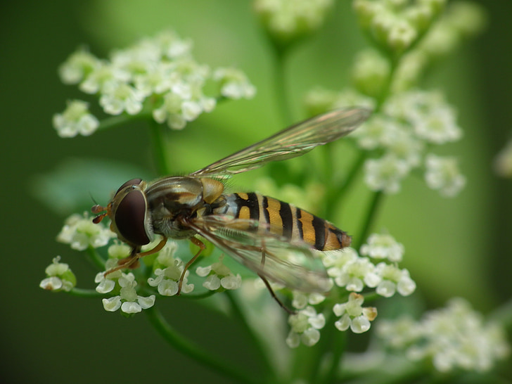 Hoverfly, Dill-Blüte, Blüte, Bloom, weiße Blüte, Dill