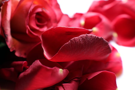 roosi kroonlehed, lahtine, roosa õitega, tõusis, lill, Multi värvi, Kaunis
