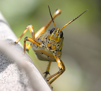 grasshopper, eastern lubber, macro, close up, insect, locust, green