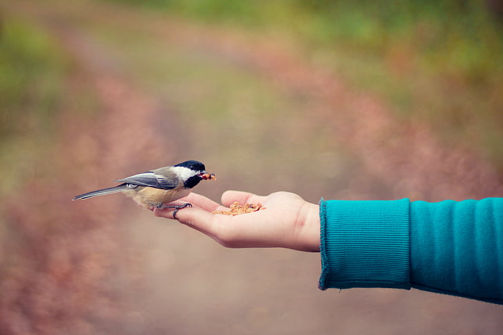 zwierząt, ptak, jedzenie, karmienie, ręka, wznosi się, osoba