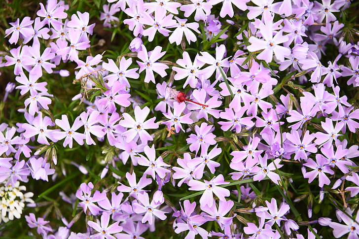 pavasarį, sodas, nuolaidos, violetinė, blütenmeer