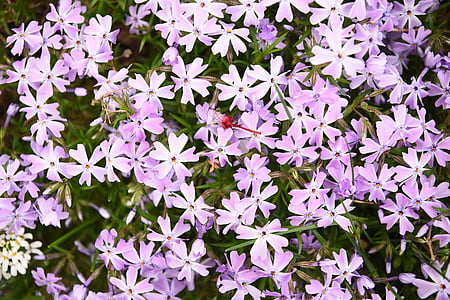 Весна, сад, знижки, фіолетовий, blütenmeer