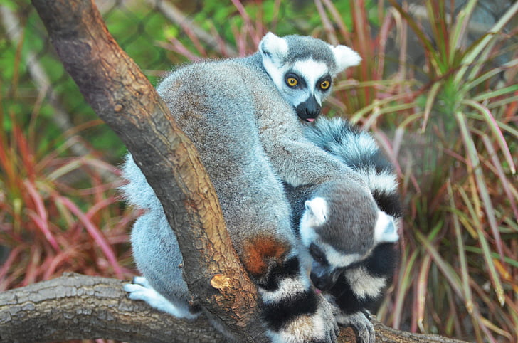 lemur, Maki, vilde, Maki catta, Madagaskar, dyr, abe maki