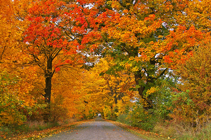 autumn, avenue, trees, away, road, tree lined avenue, leaves