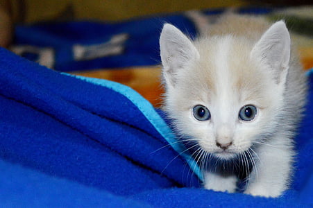 kedi, yavru kedi, kedicik, Yenidoğan bebeklerde, kedi, evde beslenen hayvan, Escondido