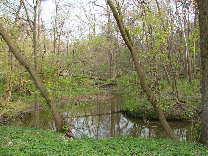 árboles, Creek, naturaleza, paisaje, hierba verde, agua