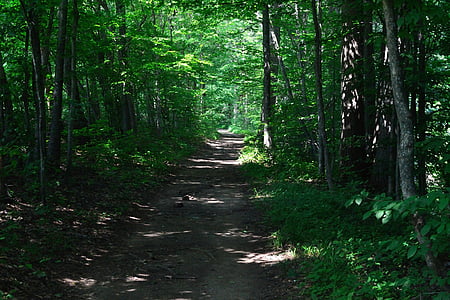 camí, sender, boscos, caminada, bosc, arbres, verd