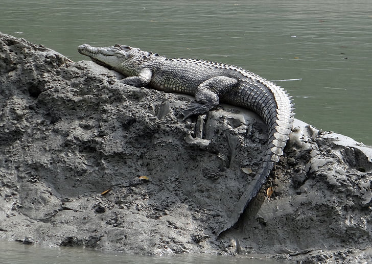 crocodilo de água salgada, Crocodylus porosus, estuarinas, crocodilo do Indo-Pacífico, fuzileiro naval, crocodilo do mar, animal