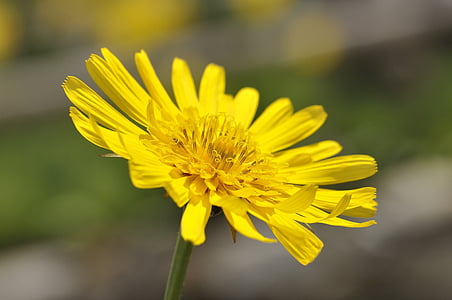 louky dubius, květ, špičaté květina, závod, žlutý květ, květ, Bloom