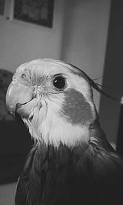 parrot, bird, cute, animals, eye, black and white