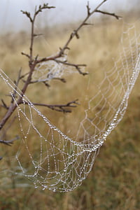 クモの巣, 滴, ローザ, 蜘蛛の巣, 草原, 霧の中, ヘイズ