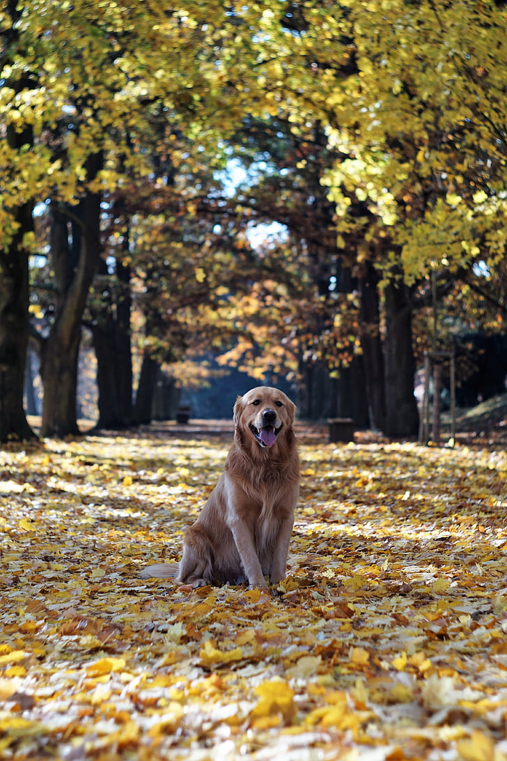 Golden retriever, musim gugur, daun, pohon, gang, daun kering, daun musim gugur