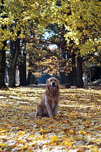 Золотой ретривер, Осень, листья, деревья, Аллея, сухие листья, Осенние листья