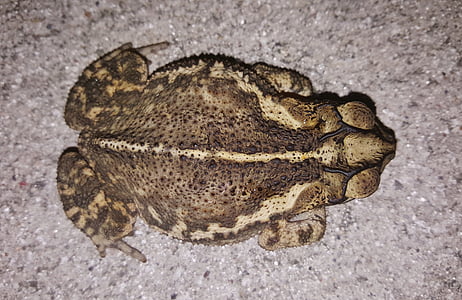 Ropucha, Gulf coast toad, rechot, rechot, płazów, Bufo, z bliska