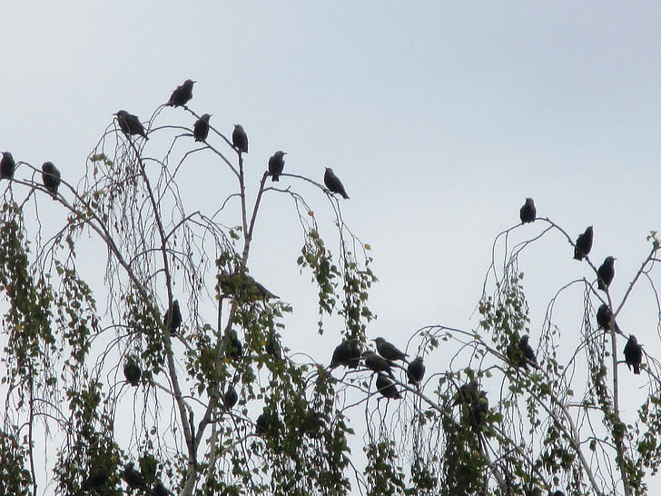 păsările migratoare, stare, stol de pasari, punctul de întâlnire, aşteaptă, peisaj, natura