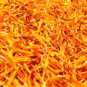 Marigold, terälehtiä, Calendula officinalis, Sulje, Puutarhanhoito, Naturopatian, oranssi