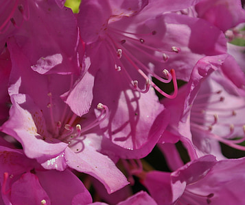Rhododendron, blomst, forår, Pink, natur, Blossom, Bloom