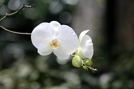 valge orhidee, lill orhidee, taim, Orchid, lill, ilus lill, troopilised taimed