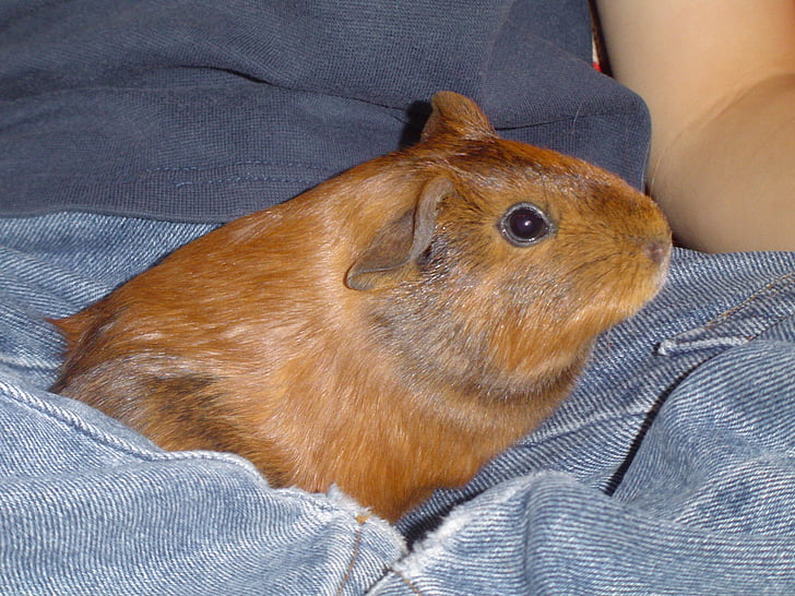 guinea pig, sweet, small, braunie, rodent, animal, pets