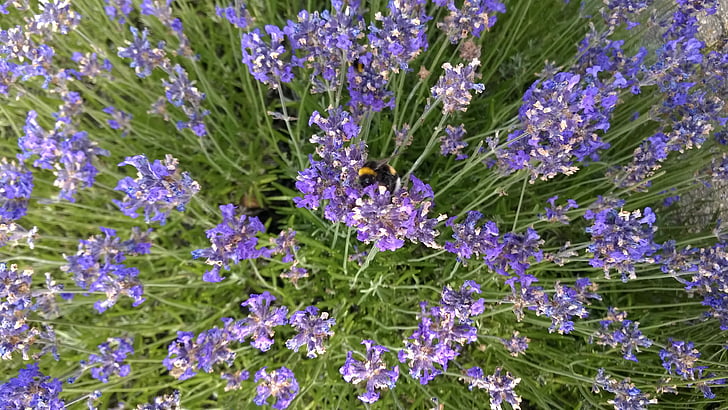 Lavender, lebah, ungu, lebah, Taman, bunga, musim panas