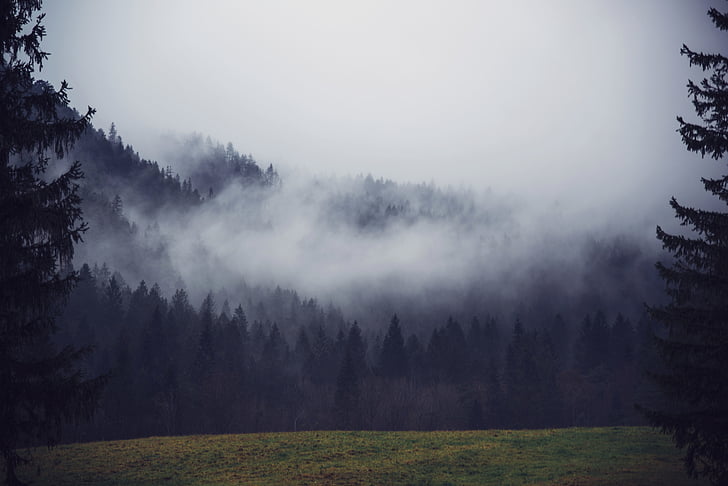 nature, landscape, mountain, fog, woods, forest, green