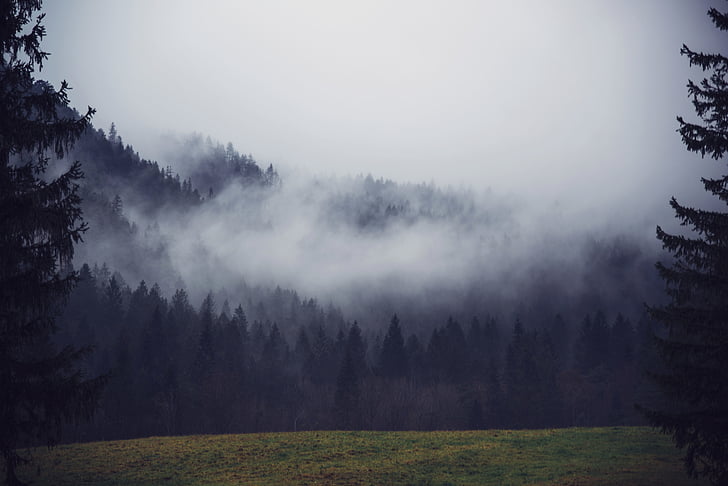 Příroda, krajina, Hora, mlha, Woods, Les, zelená
