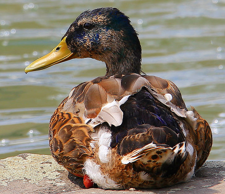 duck, drake, federtier, feather, pond, poultry, water bird