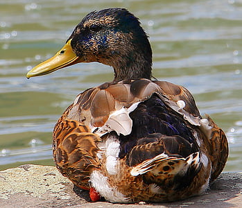 duck, drake, federtier, feather, pond, poultry, water bird