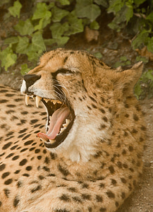 Gepard, Afryka, Kenia, Safari, Natura, park narodowy, zwierzęta
