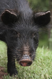 pig, nose, piglet, sow, sniffing, farm, bristles