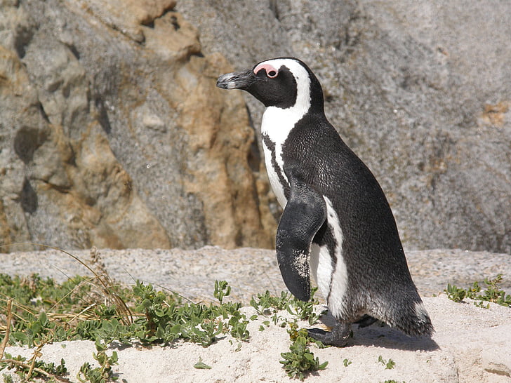 Νότια Αφρική, παραλία πέτρες, πιγκουίνος, Χερσόνησος Ακρωτηρίου, ζώο, γυαλιά πιγκουίνος, Κέιπ Τάουν