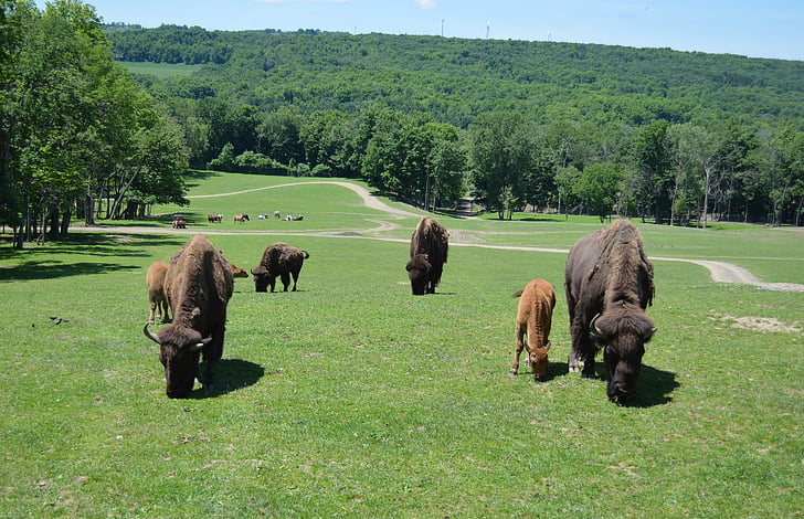 landschap, Buffalo, bison, Wild, natuur, dier, windmolens