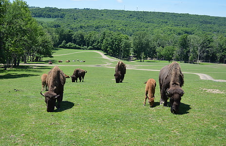cảnh quan, Buffalo, bò rừng bizon, hoang dã, Thiên nhiên, động vật, cối xay gió