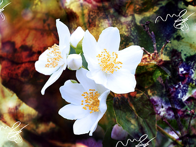 Jasmin, Mock orange, fleurs, blanc, arbuste ornemental, nature, fleur