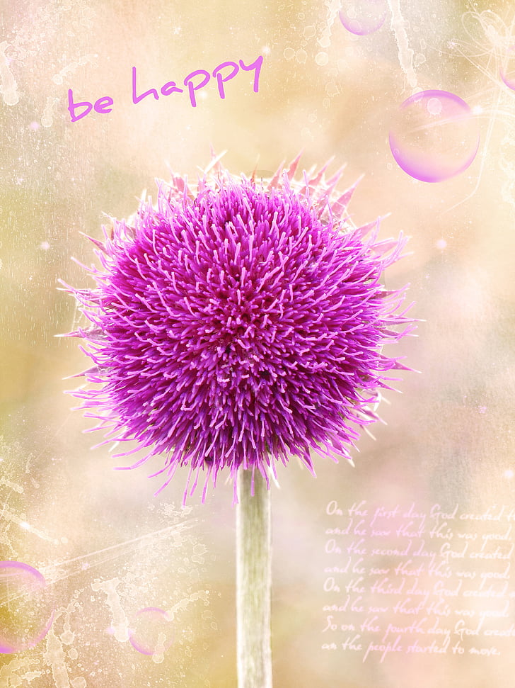 thistle espinoso, cardo, púrpura, planta, flor, tarjeta de felicitación